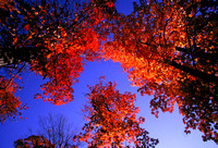 Fall Maple Leaves, Michigan's Upper Peninsula