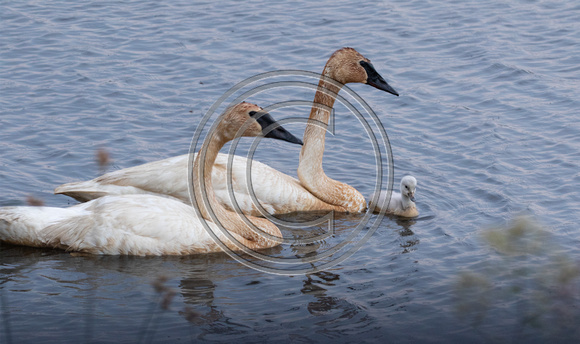 Trumpeter Swans, Seney National Wildlife Refuge, Michigan