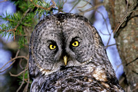 Great Gray Owl, Whitefish point, Michigan