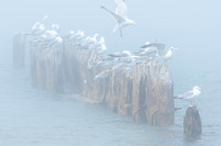 Seagulls at Whitefish Point, Lake Superior, Michigan