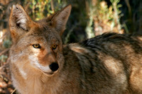 Coyote, Rocky Mountain National ark