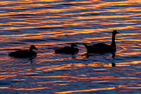 Geese at Sunset, Seney National Wildlife Refuge, Michigan