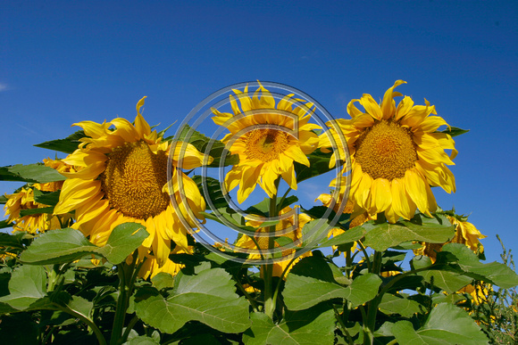 Sunflowers, Colorado