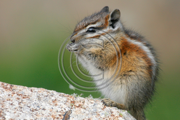 Least Chipmunk Eating Grass Seed