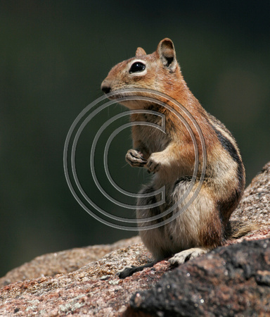 Golden Mantled Ground Squirrel, Colorado