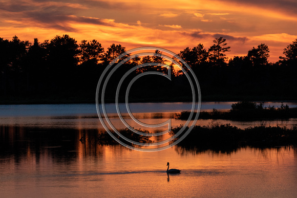 Swan at sunset, Seney National Wildlife Refuge, Michigan