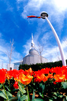 Tulips, Independence Temple