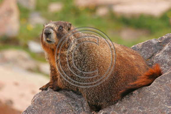 Marmot, RMNP