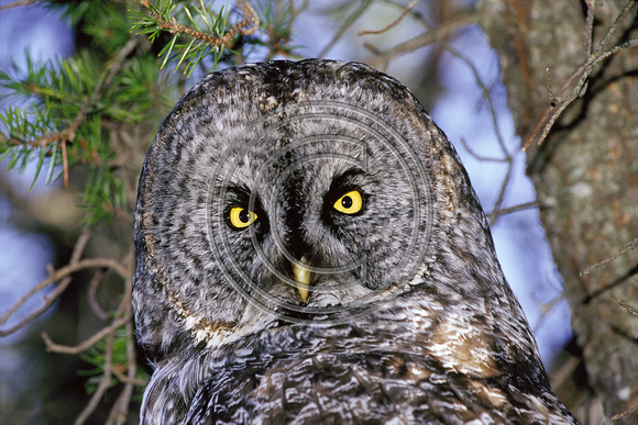 Great Gray Owl, Whitefish point, Michigan